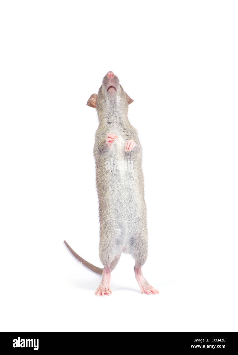 rat isolated on white background Stock Photo - Alamy