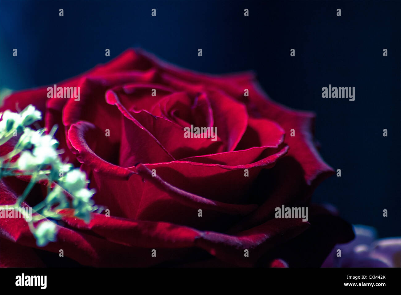 Beautiful closeup of macro red rose Stock Photo - Alamy