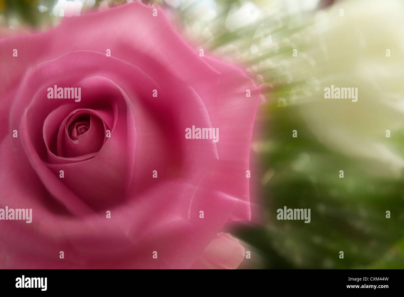 Beautiful pink rose moving fast Stock Photo Alamy