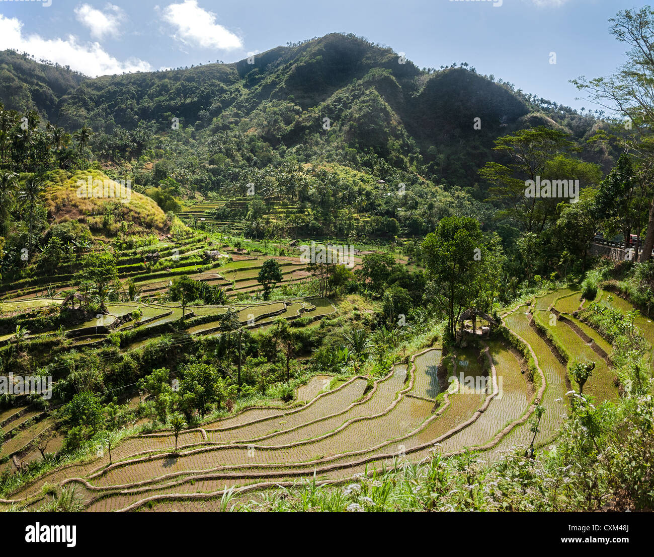 Terraced rice fields near Tirtagangga , Eastern Bali, Indonesia. Stock Photo