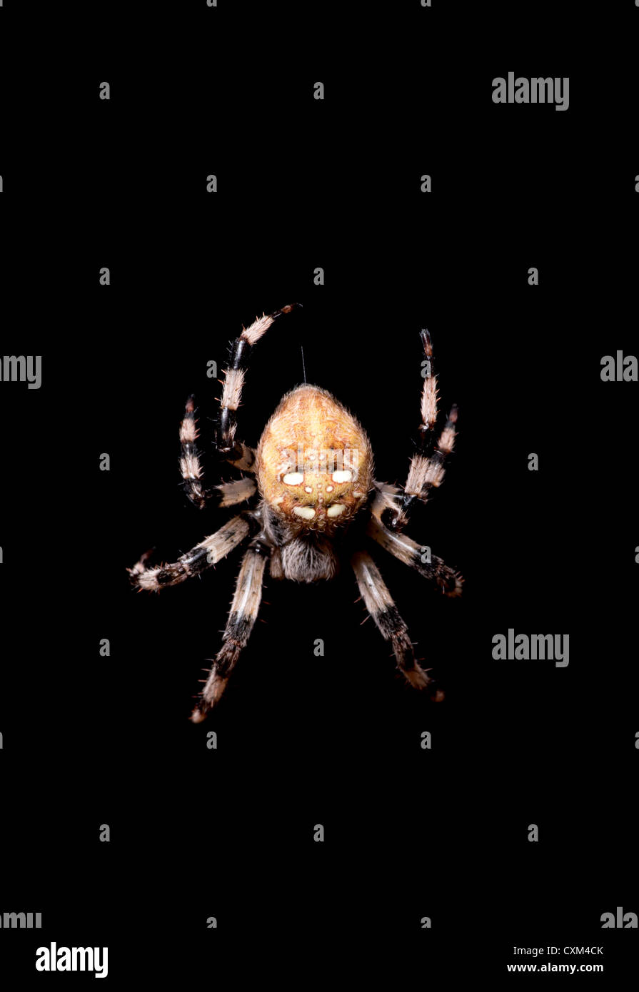 Spider isolated on black background Stock Photo - Alamy