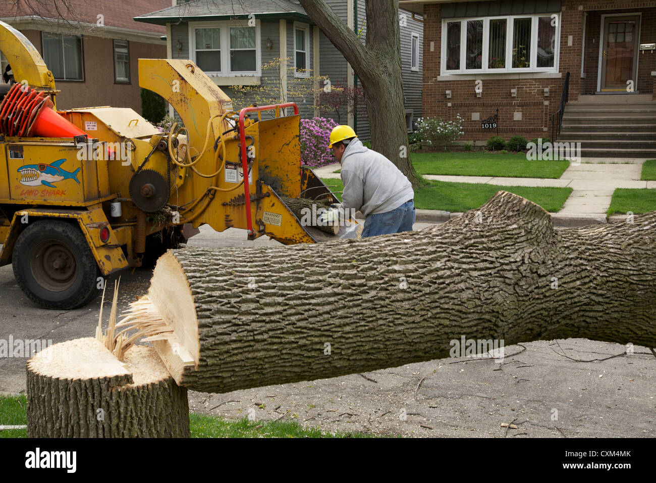 Workers remove a white ash tree killed by emerald ash borer infestation