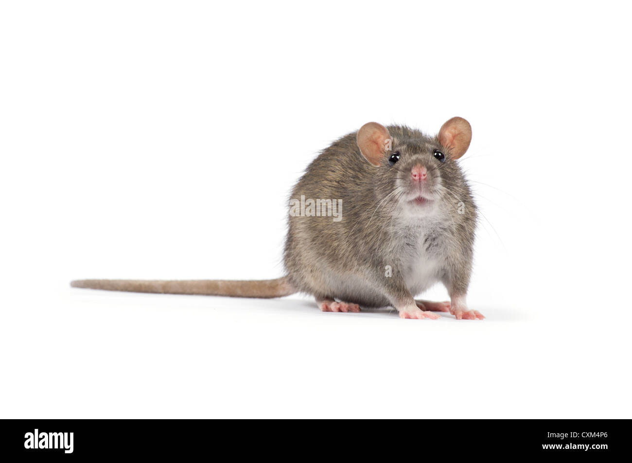 rat isolated on white background Stock Photo - Alamy