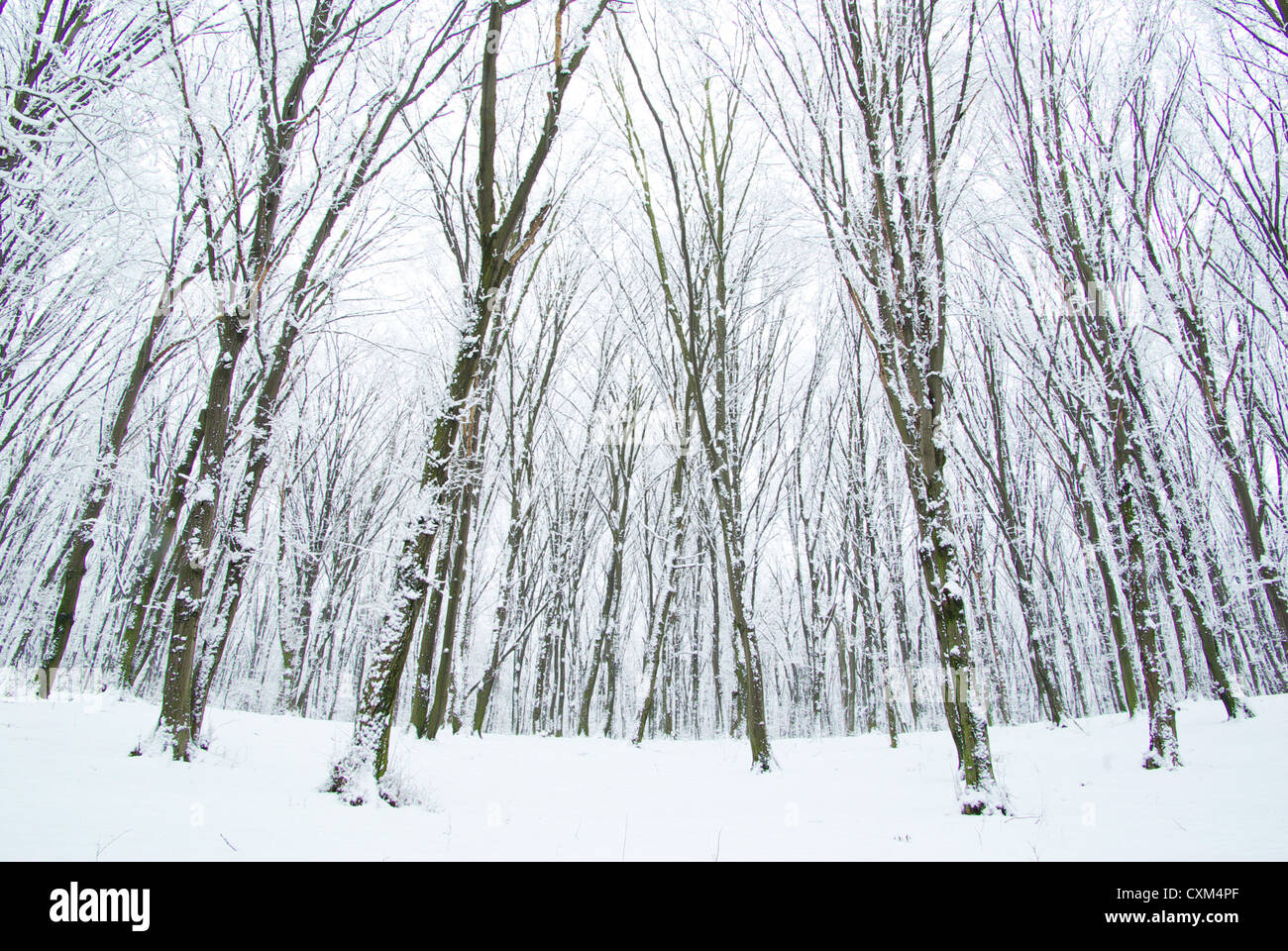 beautiful winter forest and the road Stock Photo - Alamy