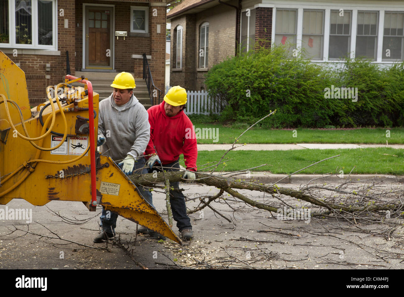 Workers remove a white ash tree killed by emerald ash borer infestation