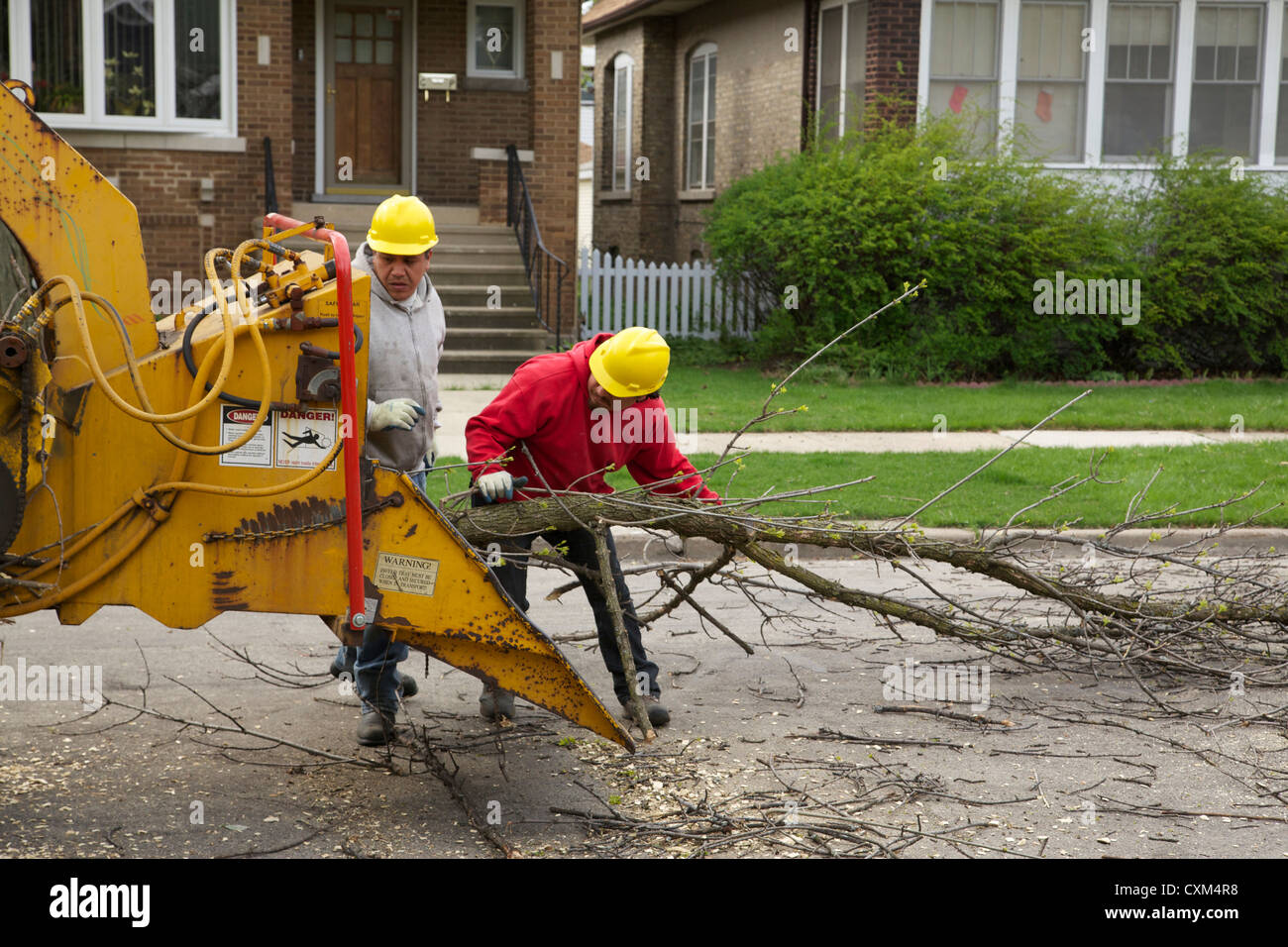 Workers remove a white ash tree killed by emerald ash borer infestation