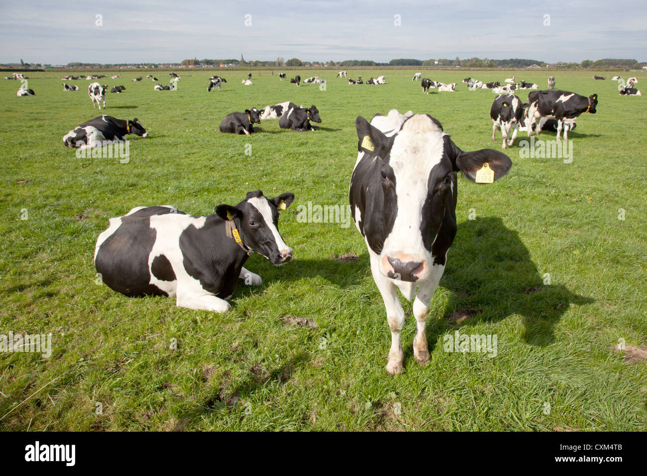 black and white cows in a meadow in The Netherlands Stock Photo