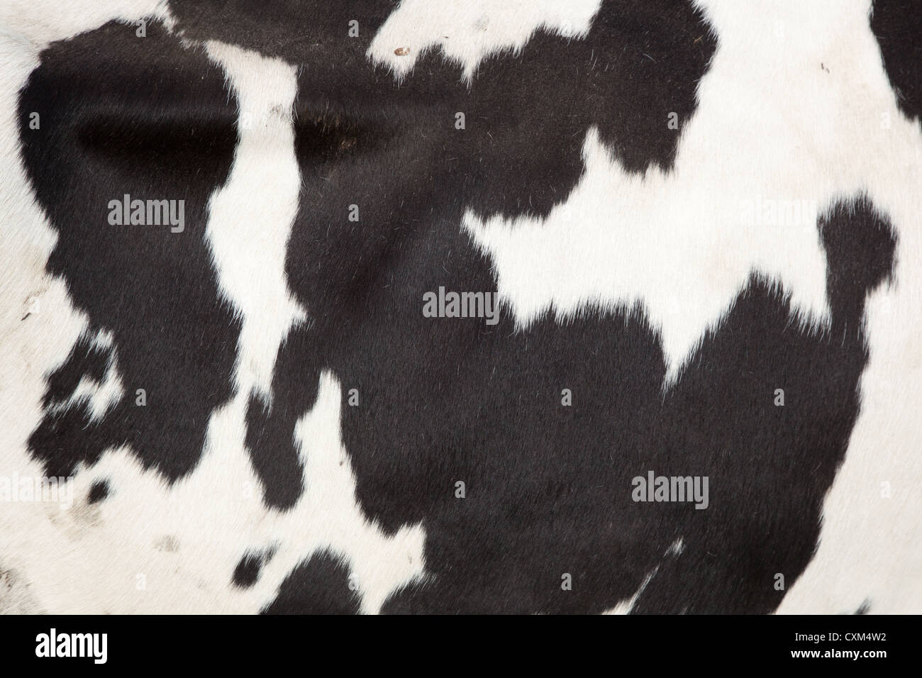 pattern on the side of a black and white cow Stock Photo