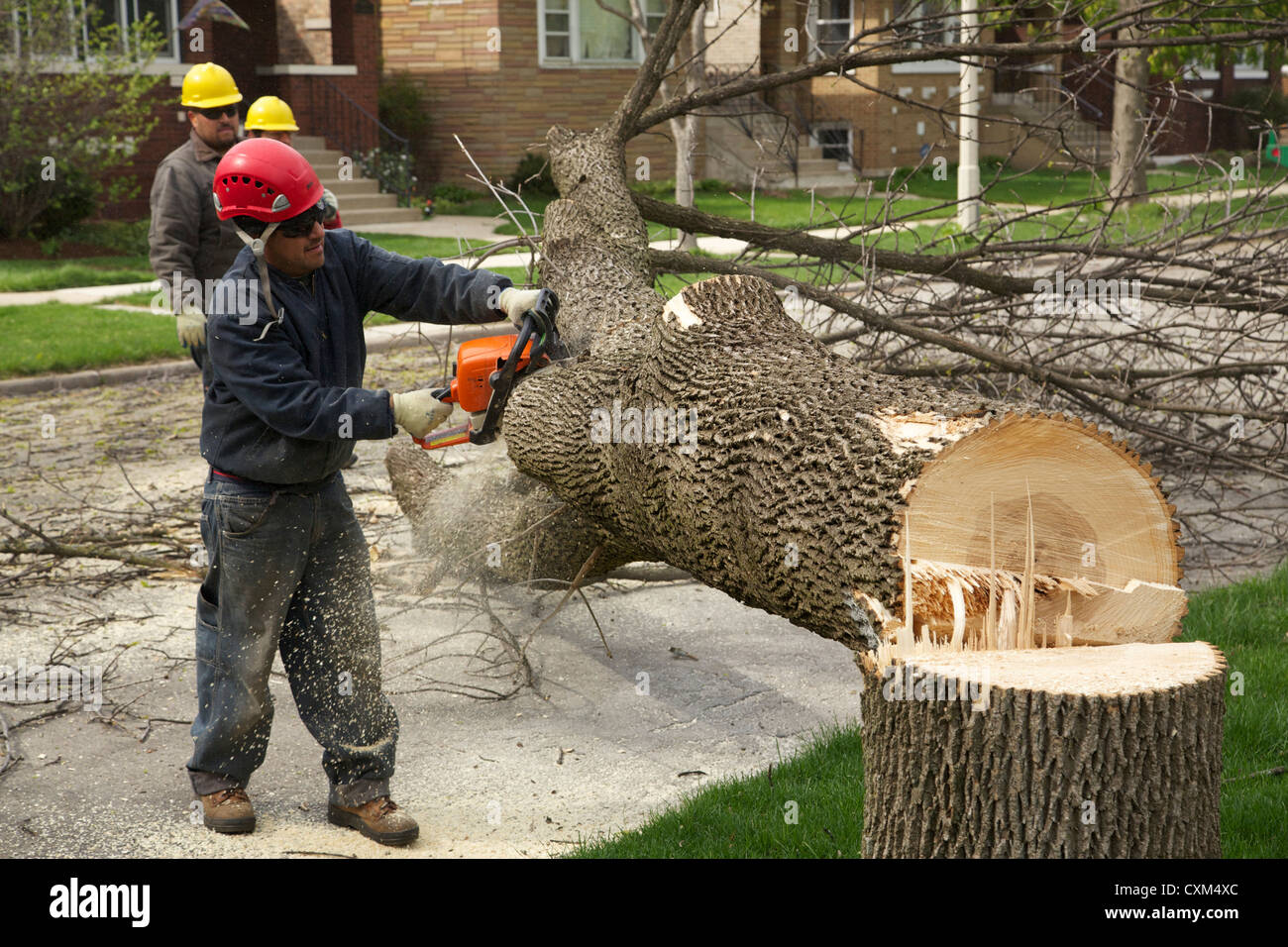 Workers remove a white ash tree killed by emerald ash borer infestation