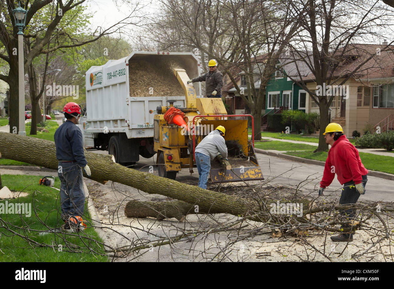 Workers remove a white ash tree killed by emerald ash borer infestation