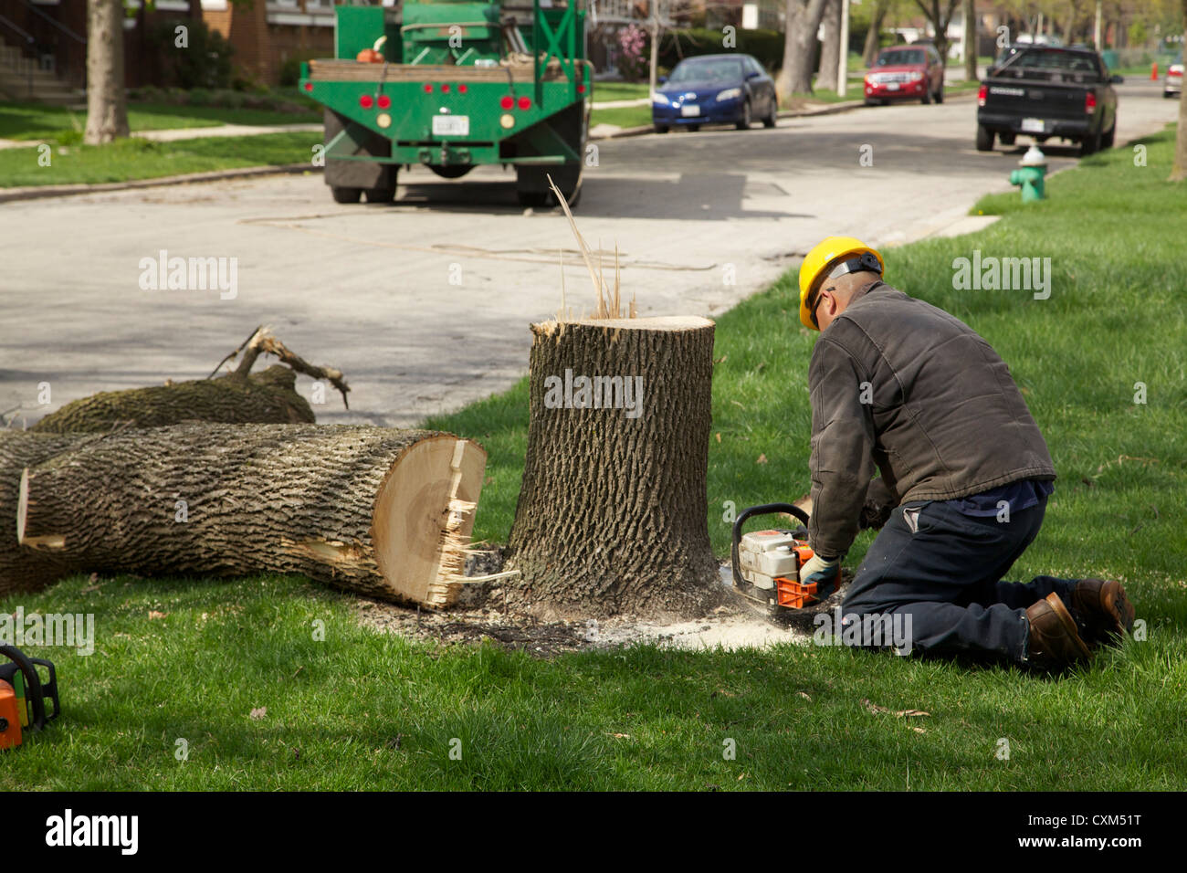 Workers remove a white ash tree killed by emerald ash borer infestation