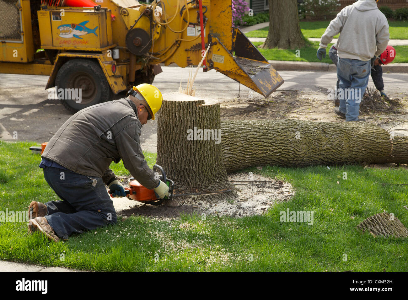 Workers remove a white ash tree killed by emerald ash borer infestation