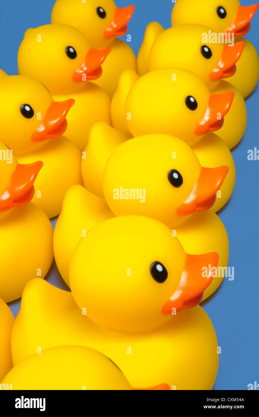 group on yellow rubber ducks on blue - ducks in a row Stock Photo - Alamy