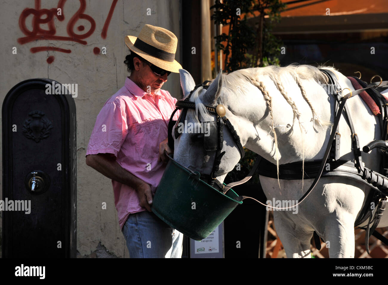 Man feeding Horse and carriage for tourist sightseeing in Lucca Tuscany Italy Stock Photo