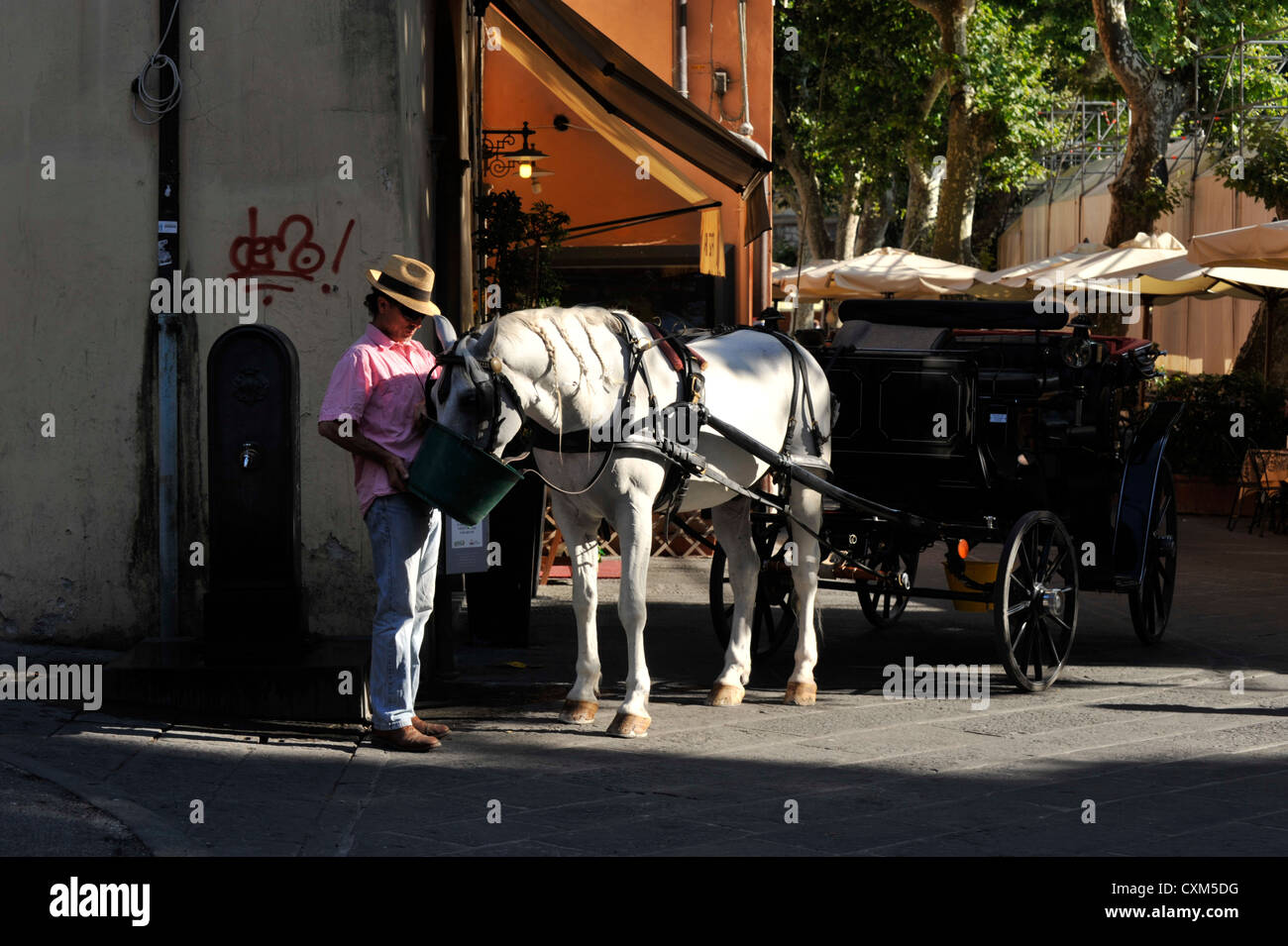 Man feeding Horse and carriage for tourist sightseeing in Lucca Tuscany Italy Stock Photo