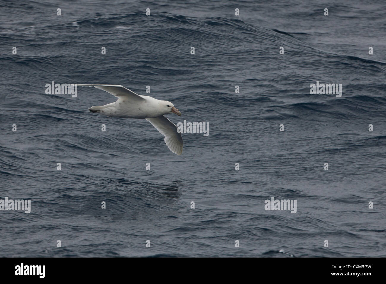 Southern Giant-Petrel (Macronectes giganteus), white-morph or white-nelly in flight over the Scotia Sea. Stock Photo