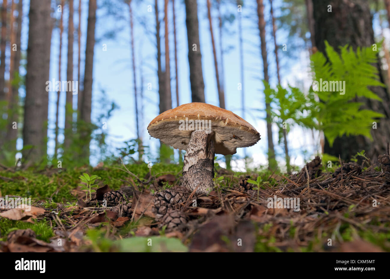 Forest mushroom in the grass. Stock Photo
