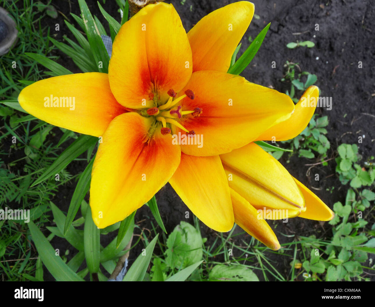 lily, flower, wildlife, yellow, stamens and pistils, petals,plant, flower bed Stock Photo