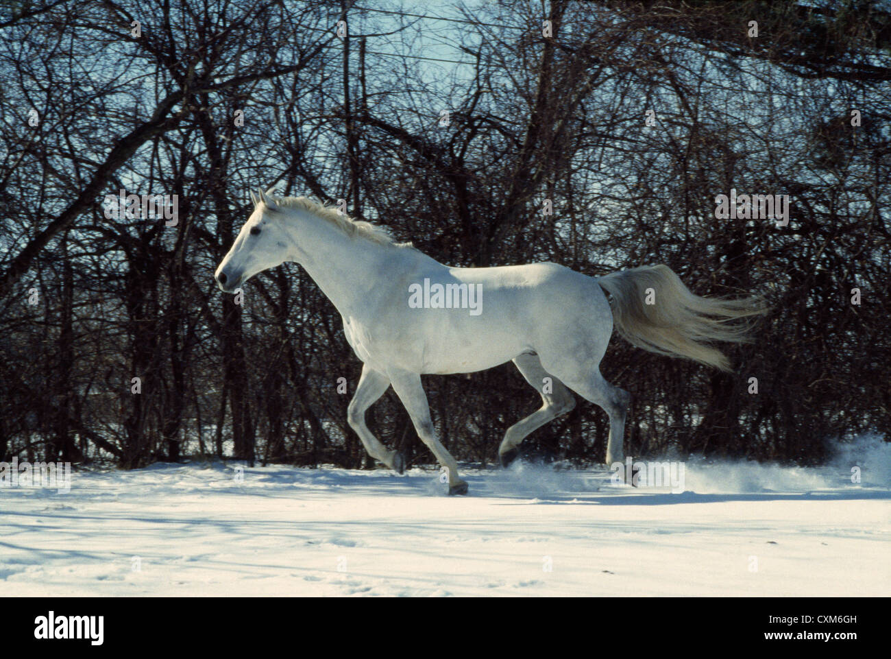 QUARTER HORSE BEAM WALKER IN SNOW; COLOR GREY / ILLINOIS Stock Photo