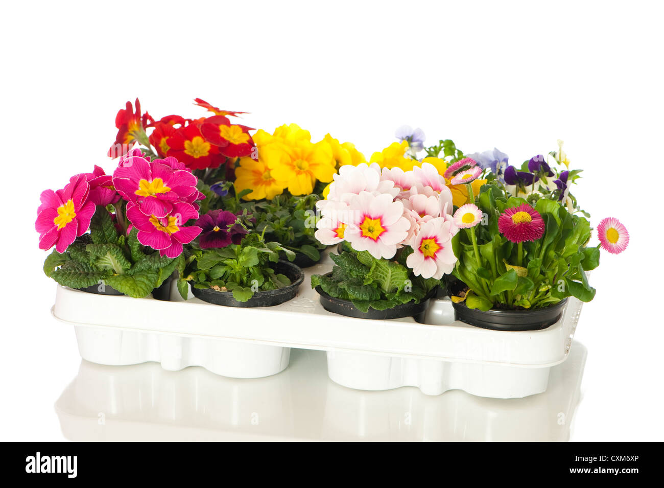 Primroses in flower pot Stock Photo Alamy