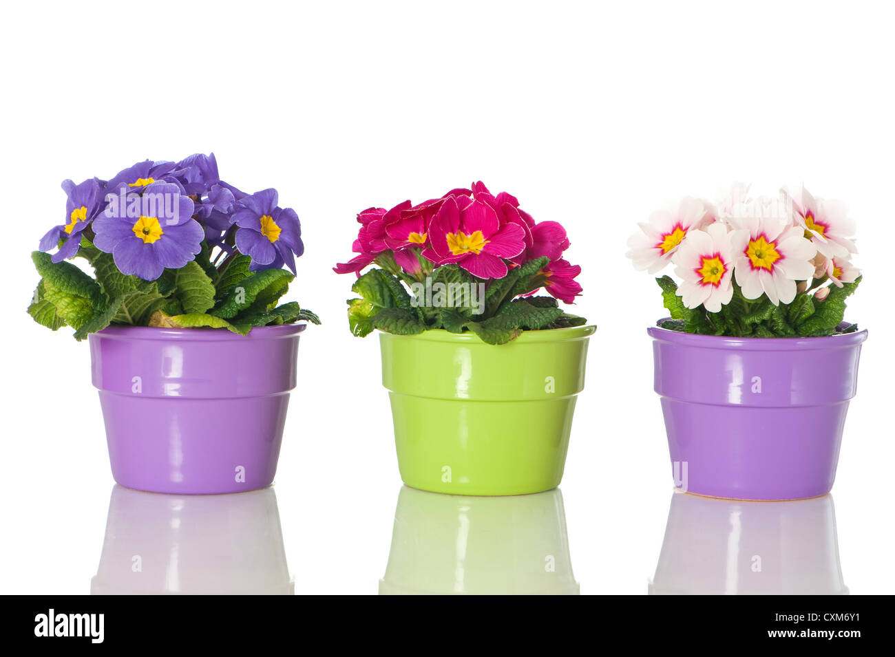 Primroses in flower pot Stock Photo Alamy