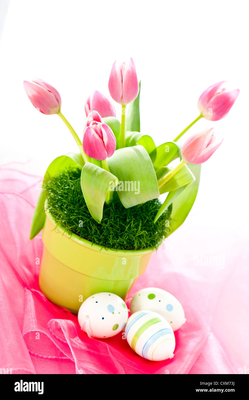 Square pot tulip flowers hi-res stock photography and images - Alamy