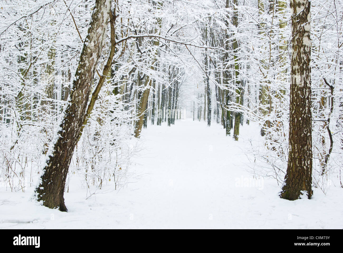 beautiful winter forest and the road Stock Photo - Alamy