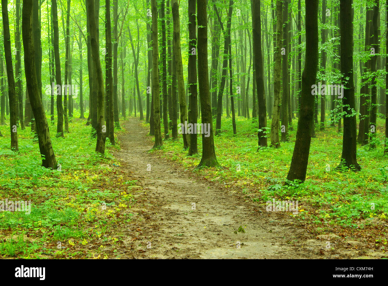 Early morning sun in the green forest Stock Photo - Alamy