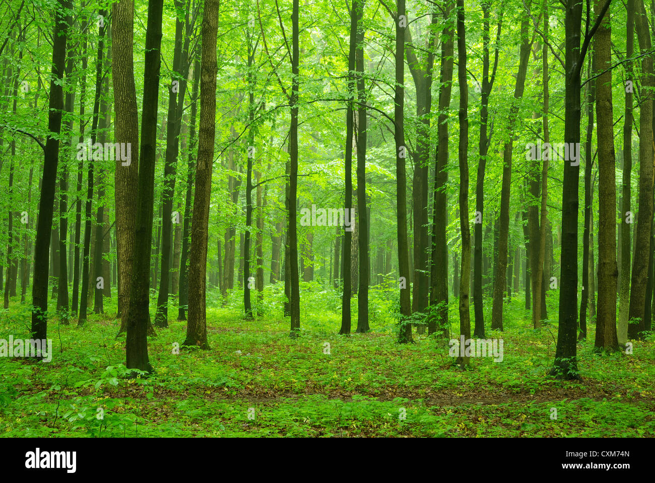 a path is in the green forest Stock Photo - Alamy