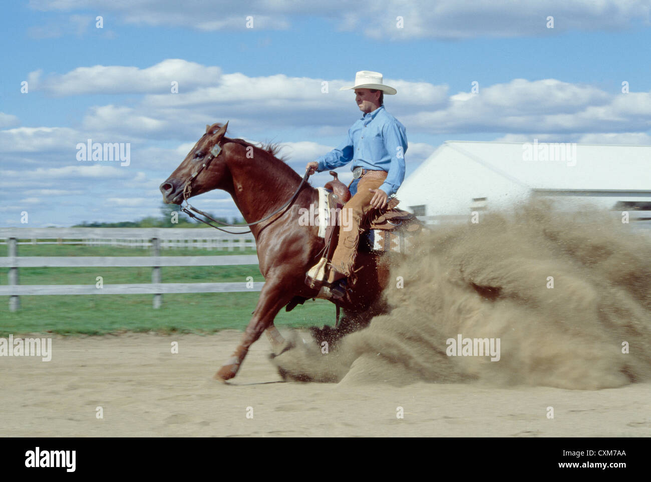 American quarter horse stallion hires stock photography and images Alamy