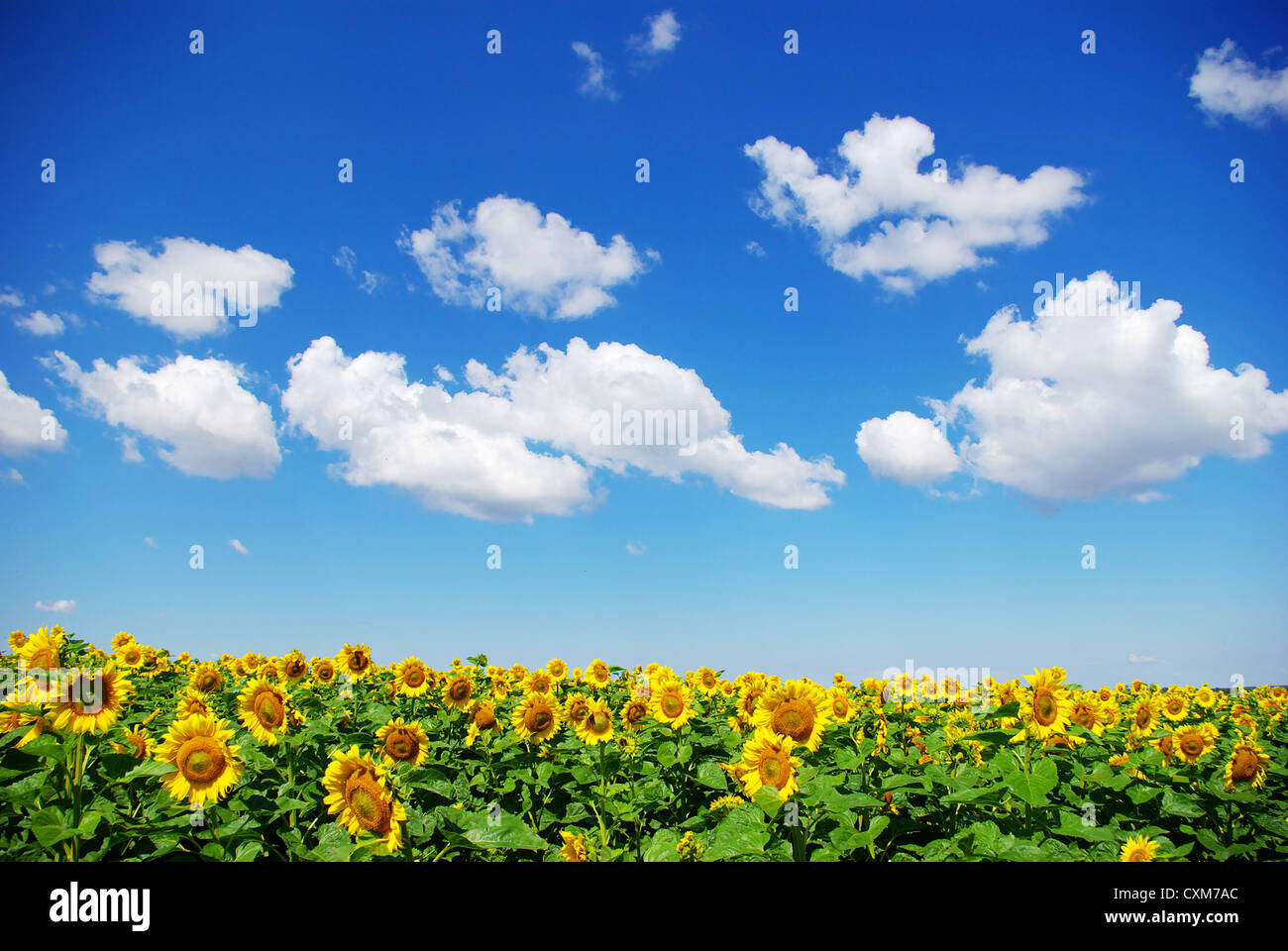 sunflower field over cloudy blue sky Stock Photo - Alamy