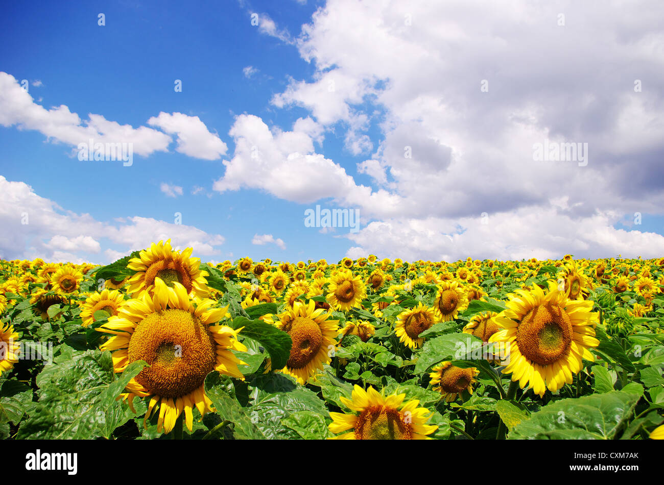sunflower field over cloudy blue sky Stock Photo - Alamy