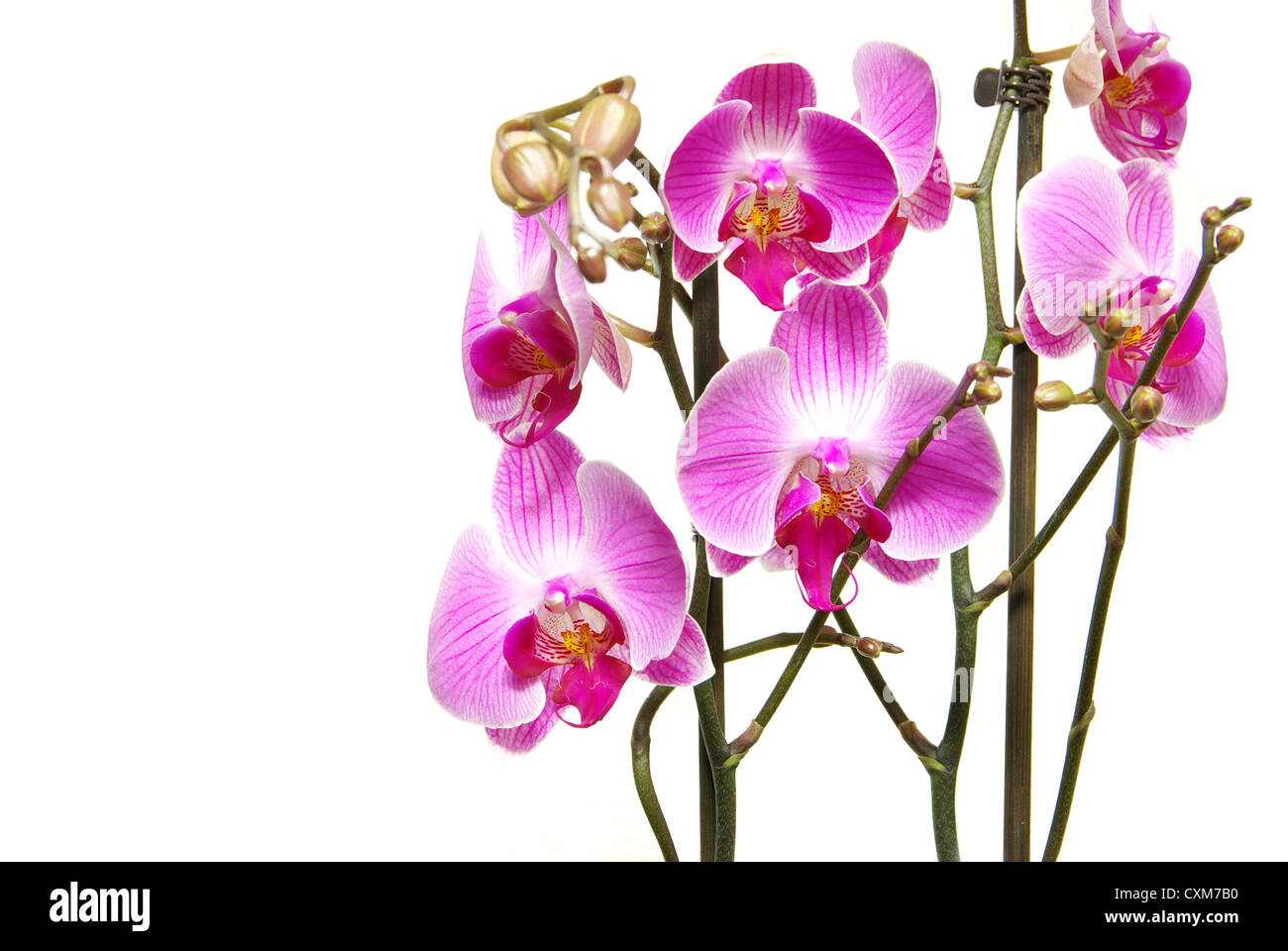 Pink orchid isolated on a white background Stock Photo - Alamy