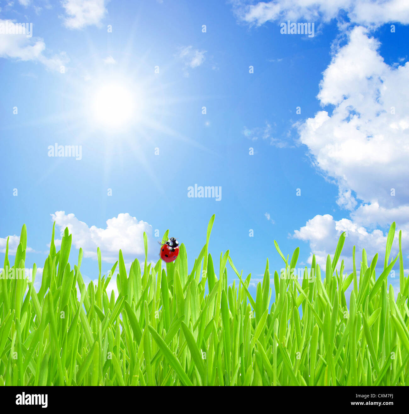 Green grass the blue sky and white clouds Stock Photo - Alamy
