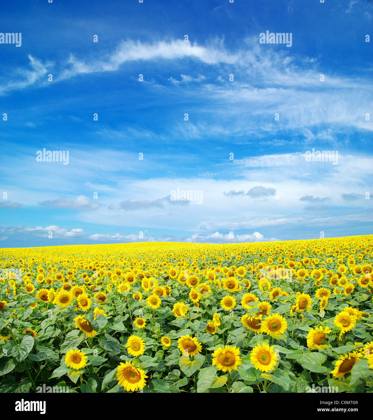 sunflower field over cloudy blue sky Stock Photo - Alamy
