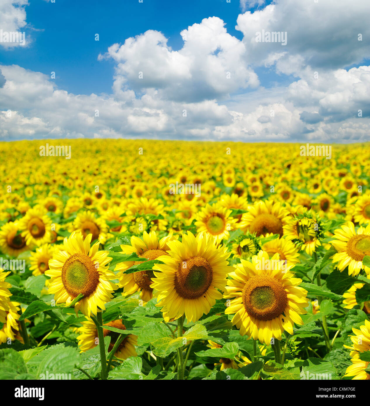 sunflower field over cloudy blue sky Stock Photo - Alamy