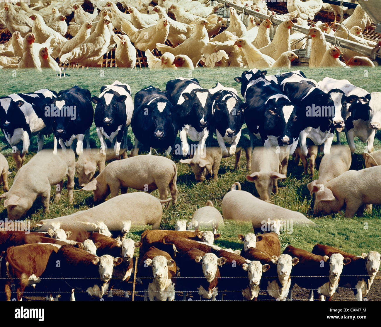 Cows domesticated poultry farm animals hires stock photography and