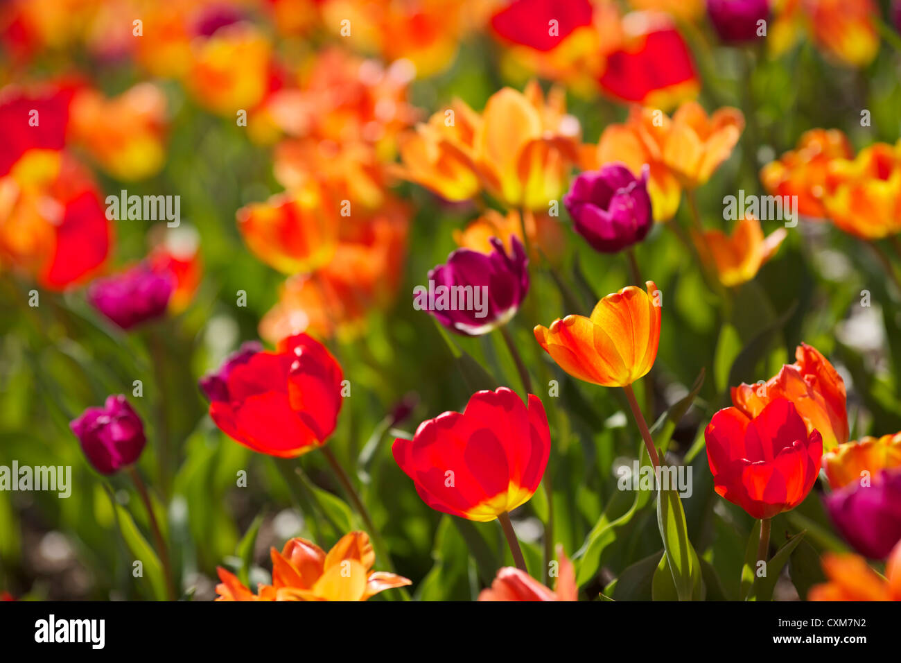 Tulips in bloom. Millennium Park Chicago Illinois. Stock Photo