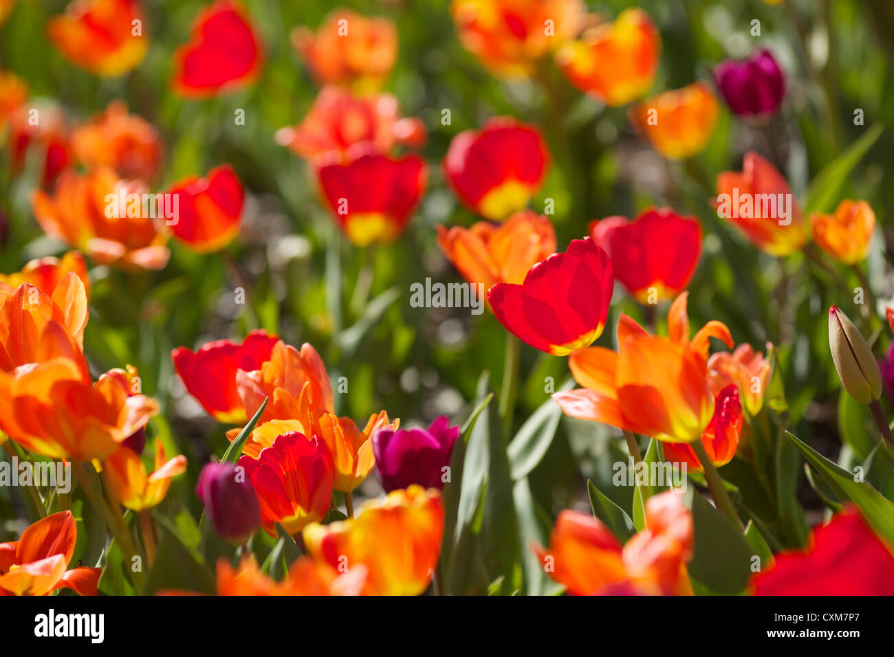 Tulips in bloom. Millennium Park Chicago Illinois Stock Photo Alamy