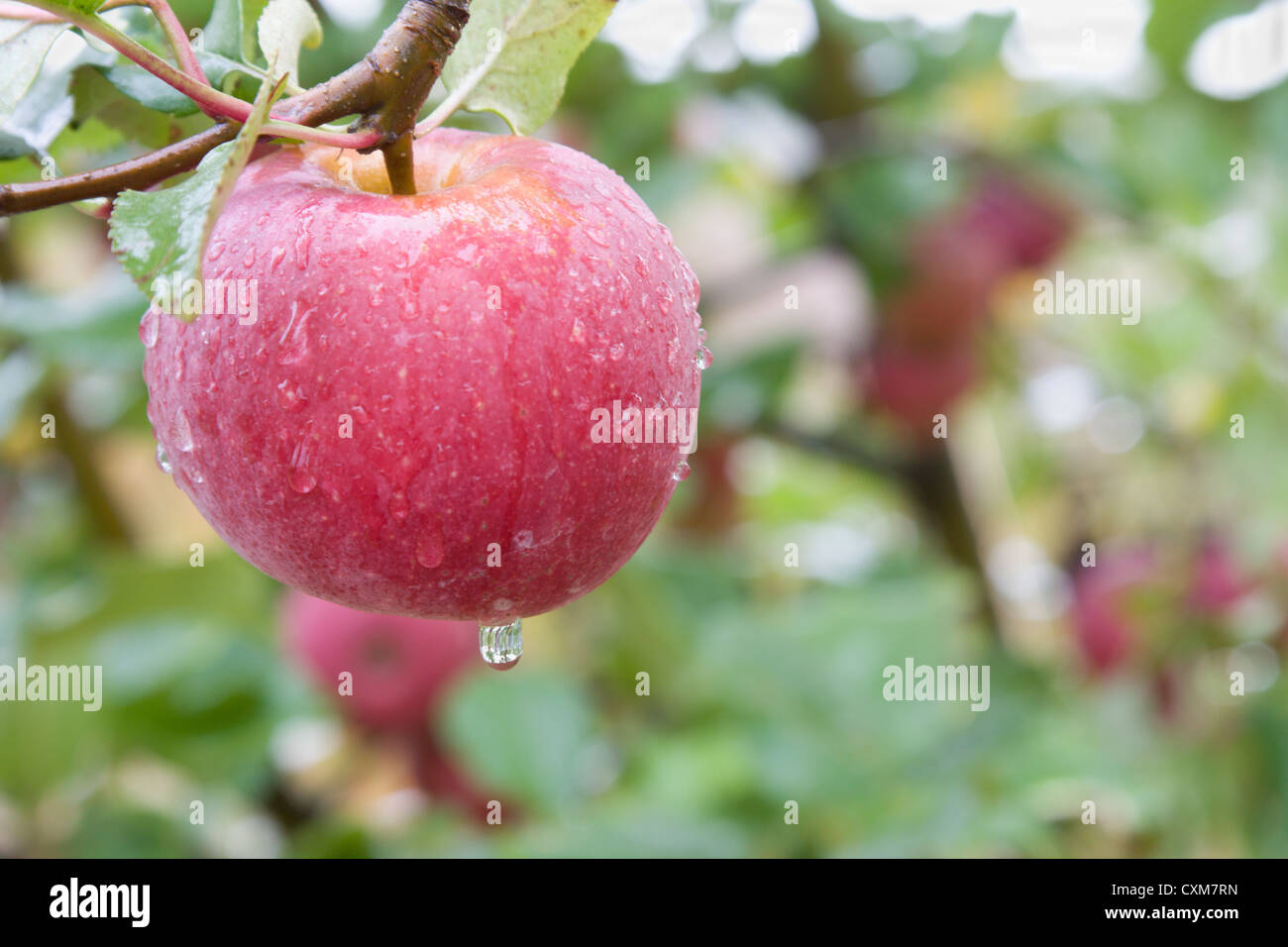pinkish red apple with morning dew drops during the fall apple harvest in South Carolina Stock Photo