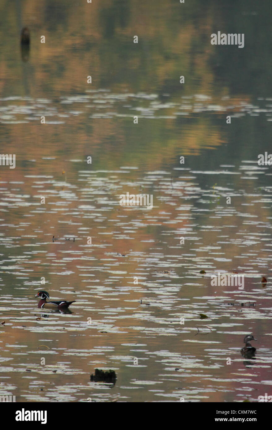Marsh duck pond lily swamp hi-res stock photography and images - Alamy
