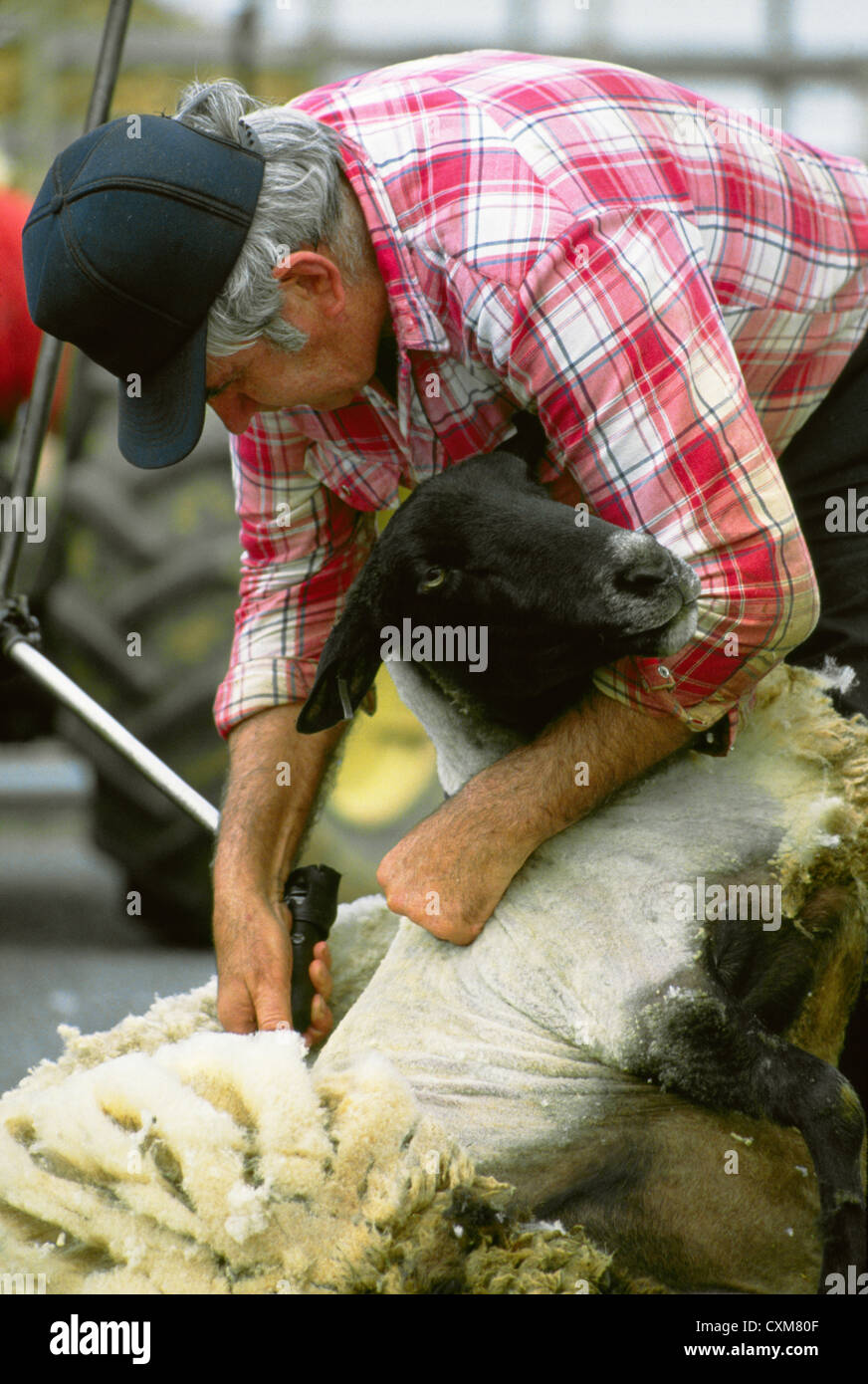 FARMER SHEARING SHEEP Stock Photo Alamy