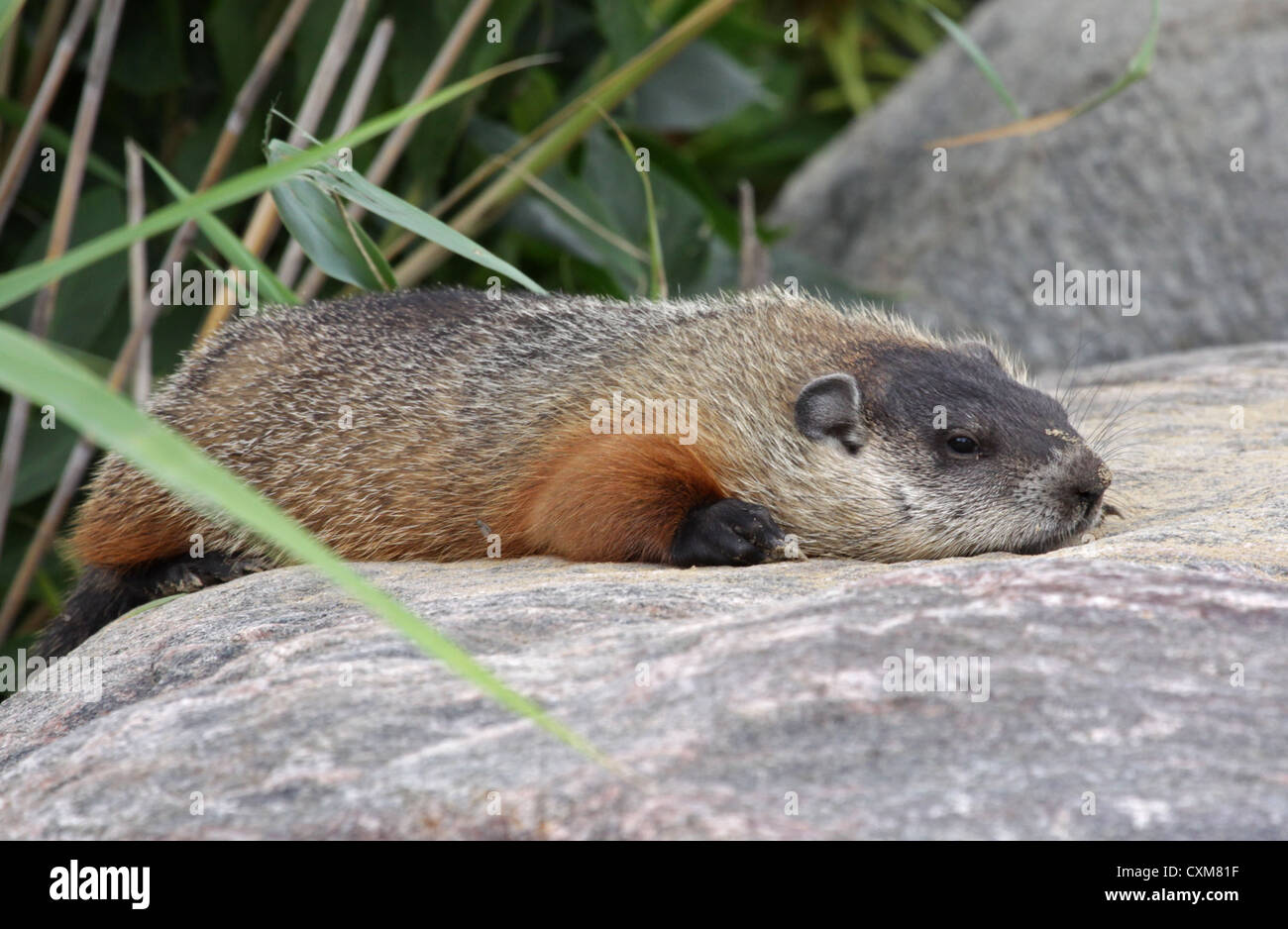 Resting Groundhog Stock Photo