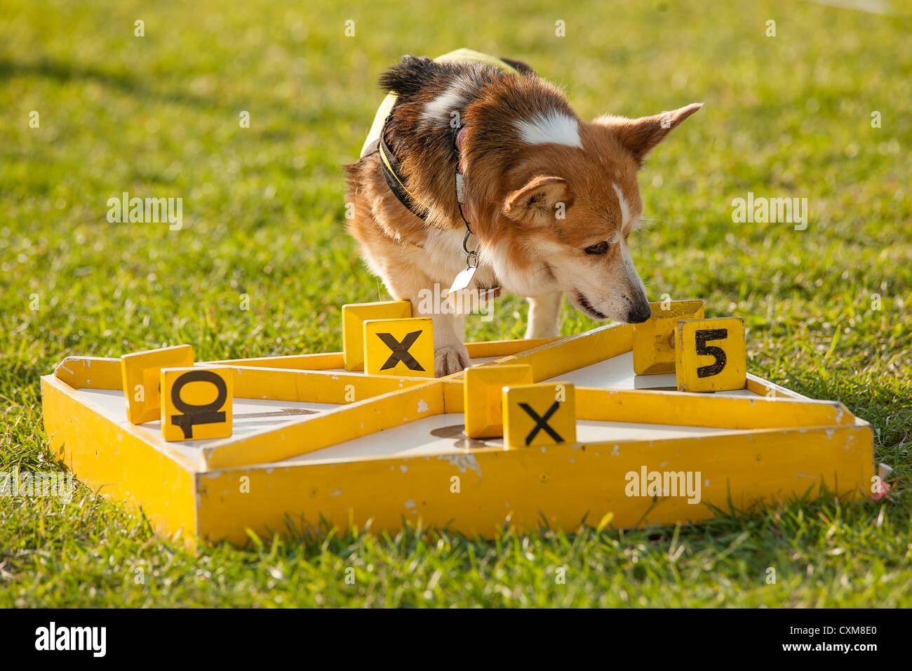 dog participating in scent hurdle racing Stock Photo
