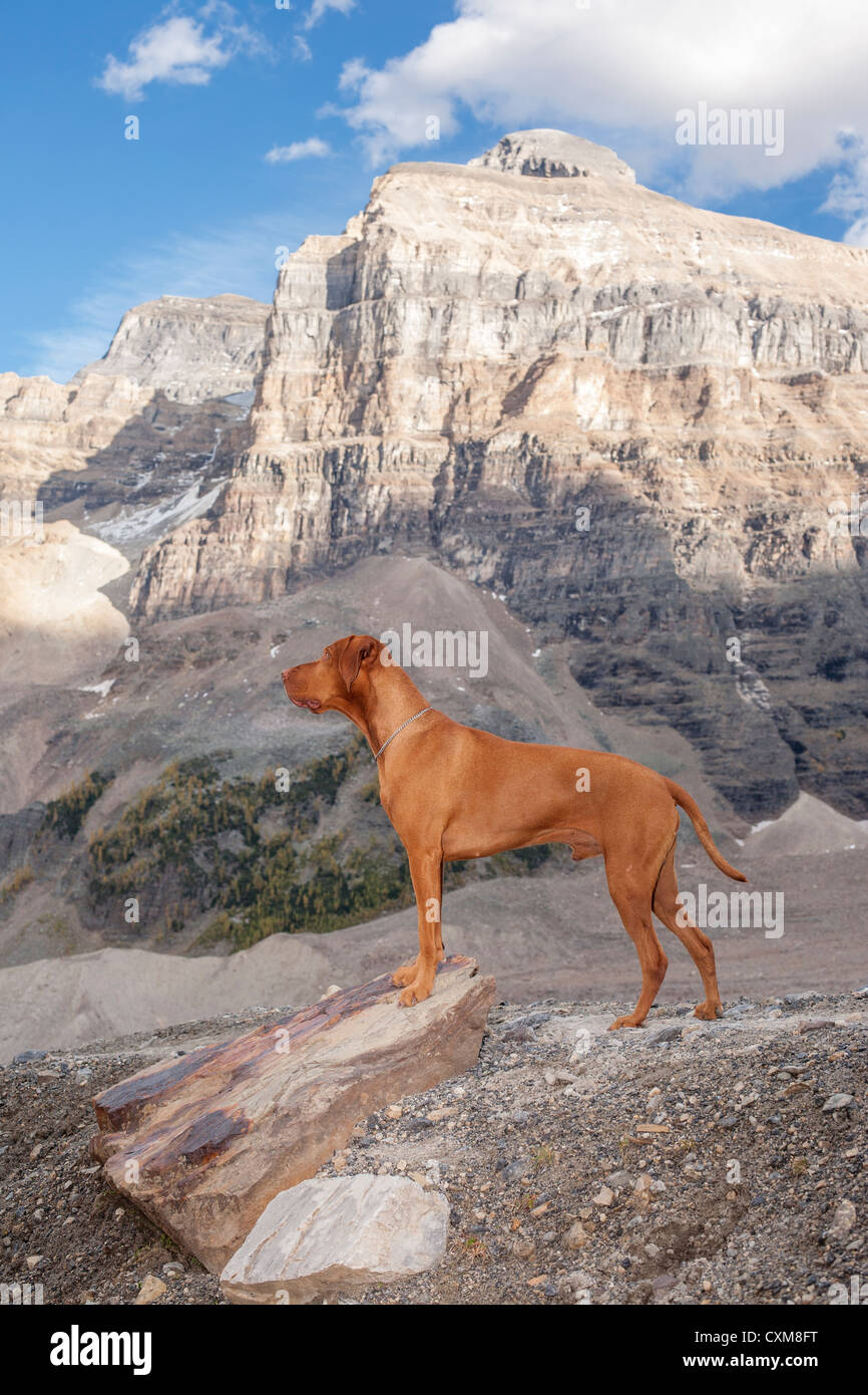 pure breed dog hiking in the mountains Stock Photo