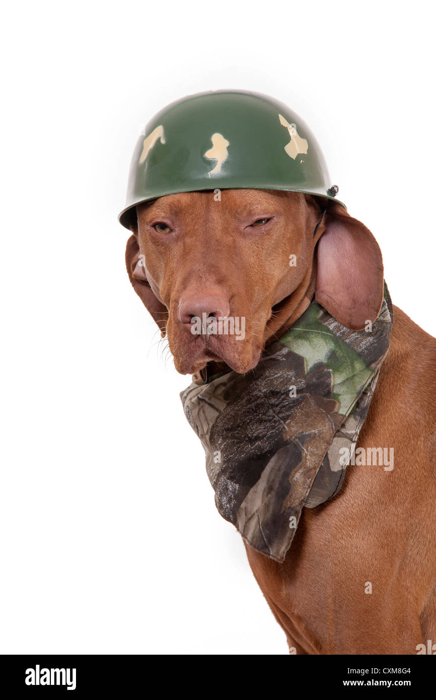 dog dressed as a soldier Stock Photo