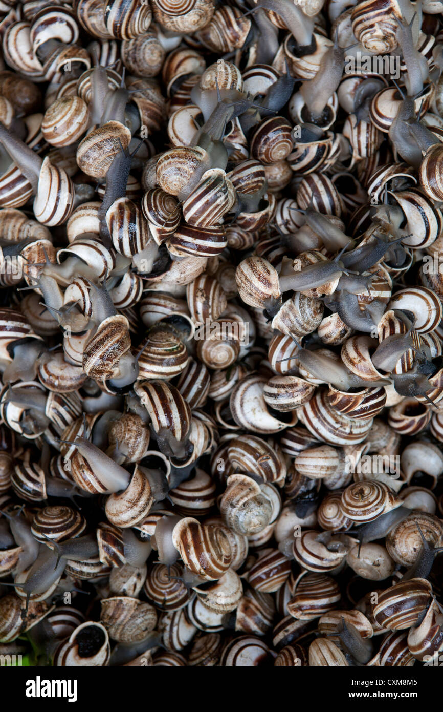 Snails food hires stock photography and images Alamy