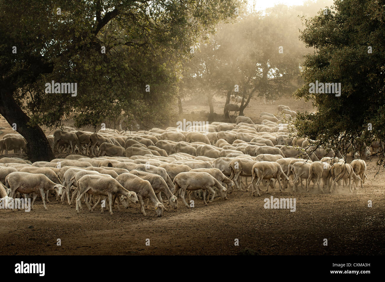 Sheep herd in mountain. Running sheeps in a farm Stock Photo - Alamy