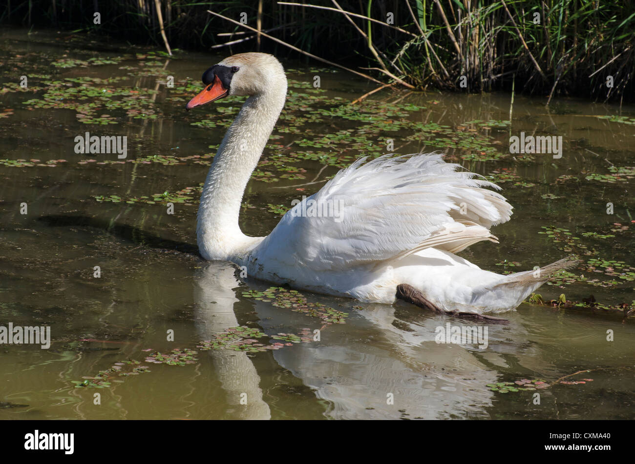 A swan swimming on water Stock Photo