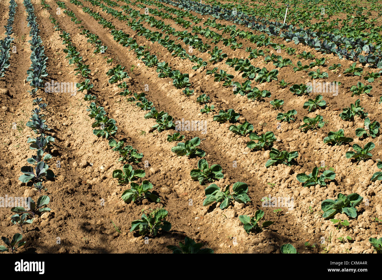 Plantation with cabbage on rows Stock Photo - Alamy
